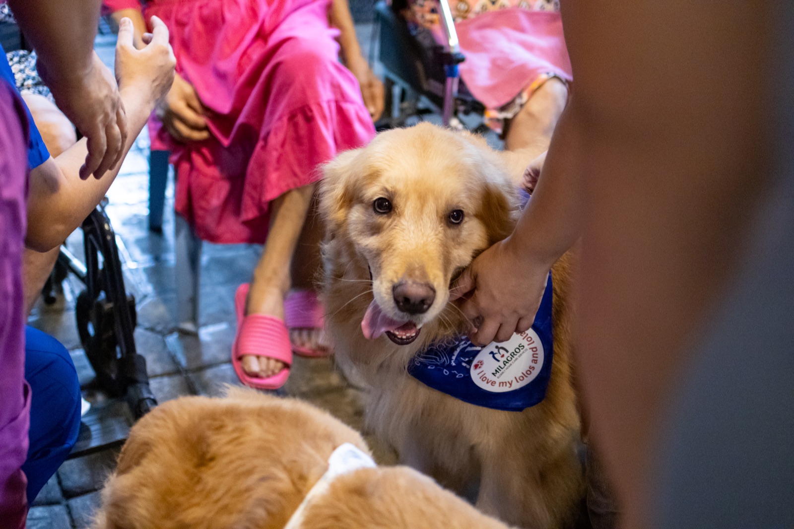 Golden retriever greeting people during a community outreach visit